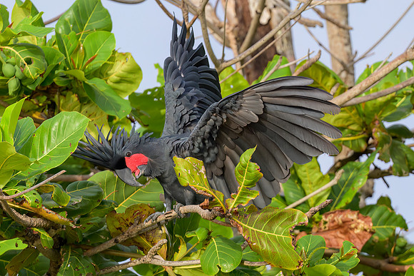 Palm Cockatoo
