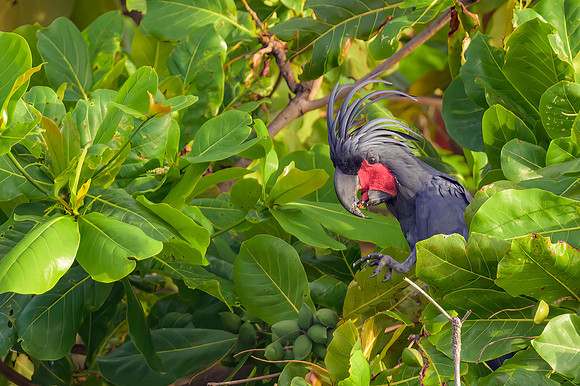Palm Cockatoo