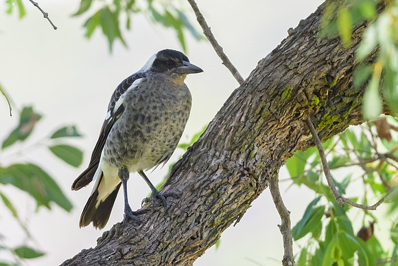 Austtralian Magpie