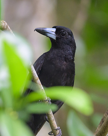 Black Butcherbird