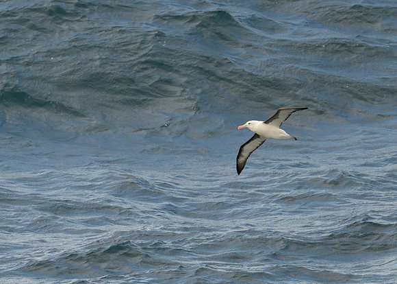 Black-browed Albatross