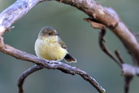 Buff-rumped Thornbill