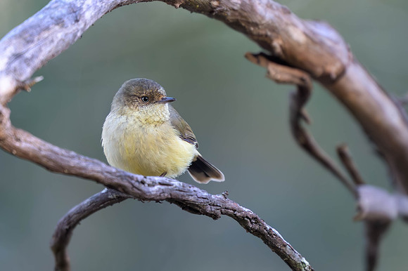 Buff-rumped Thornbill