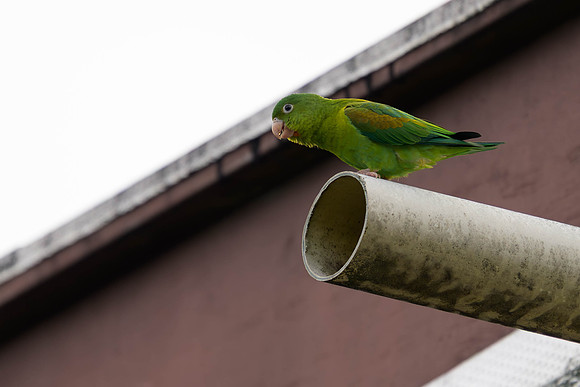 Orange-chinned Parakeet