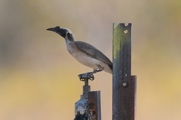 Silver-crowned Friarbird