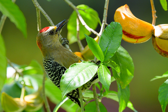 Red=crowned Woodpecker