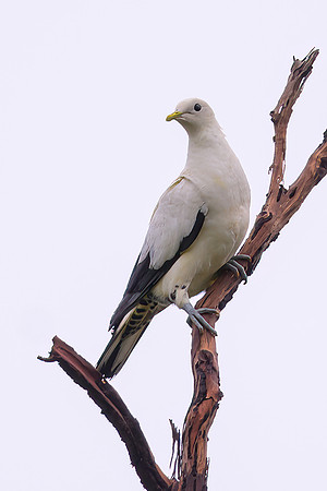 Toressian Imperial-pigeon