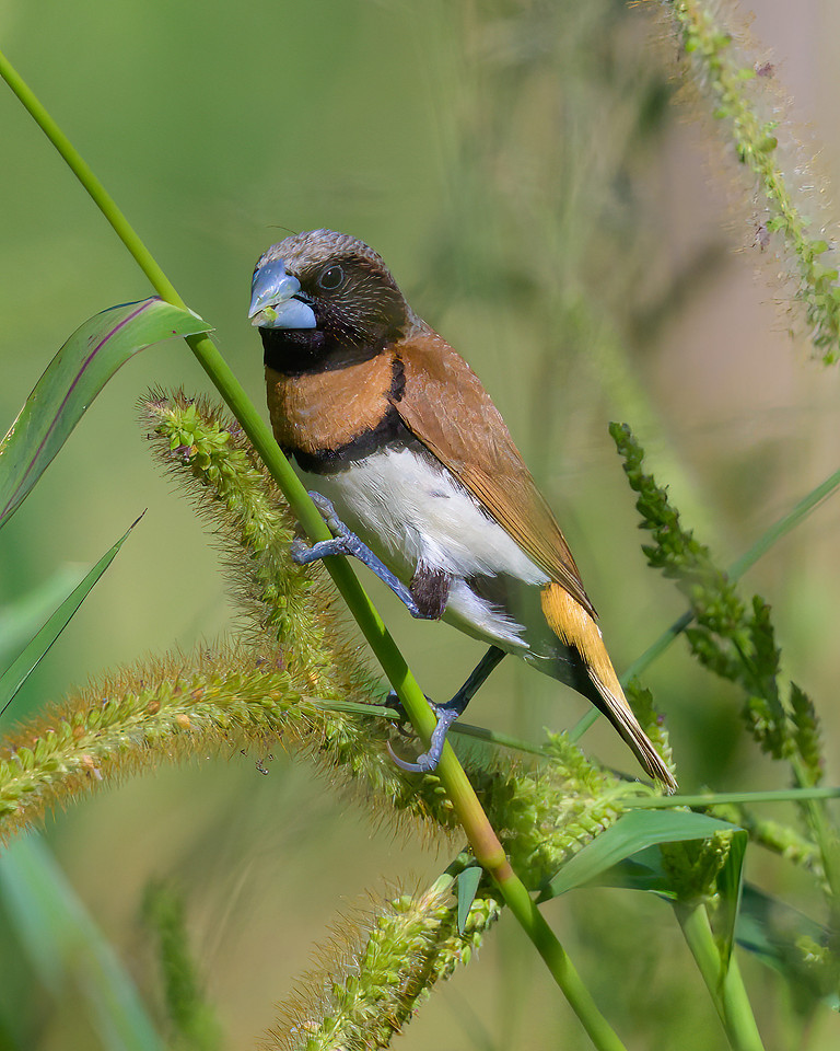 Chestnut-breasted Mannikin