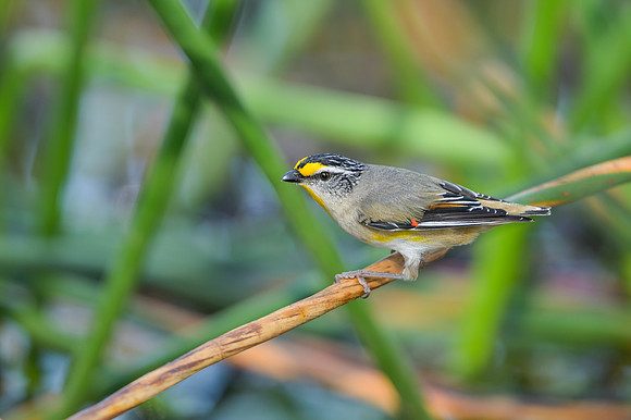 Striated Pardalote