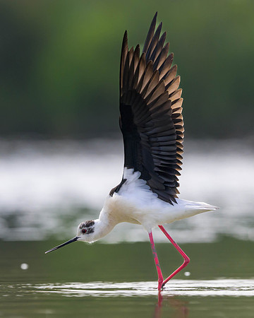 Black-winged Stilt