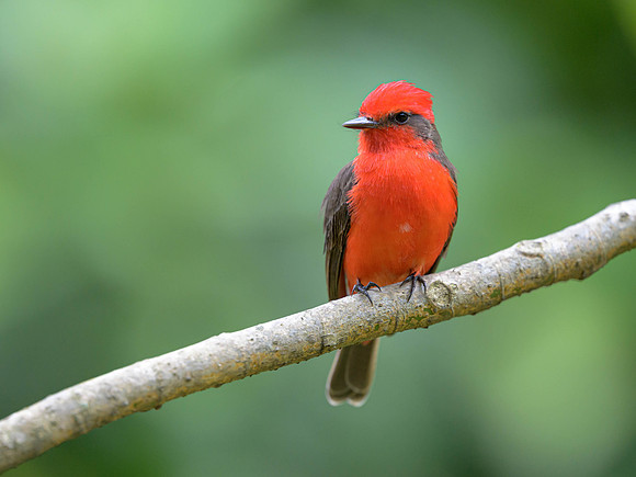 Vermillion Flycatcher