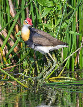 Comb-crested Jacana