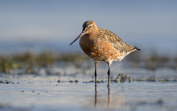 Bar-tailed Godwit