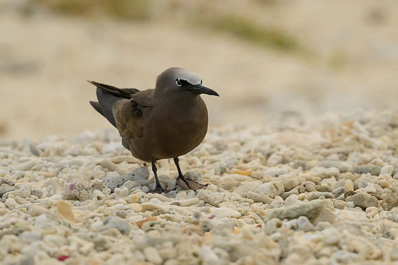 Black Noddy