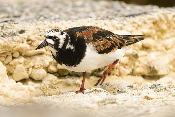 Ruddy Turnstone