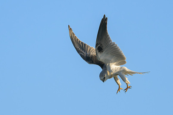 Black-shouldered Kite