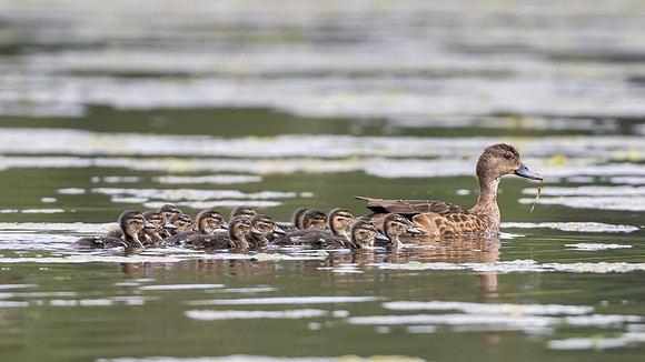 Chestnut Teal