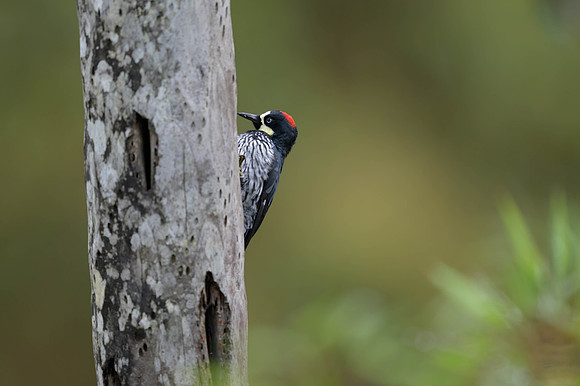 Acorn Woodpecker