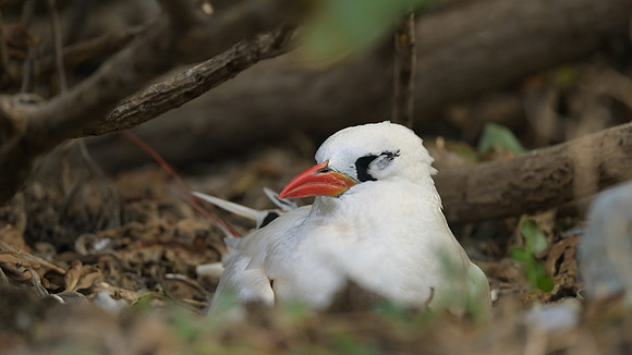 Red-tailed Tropicbird