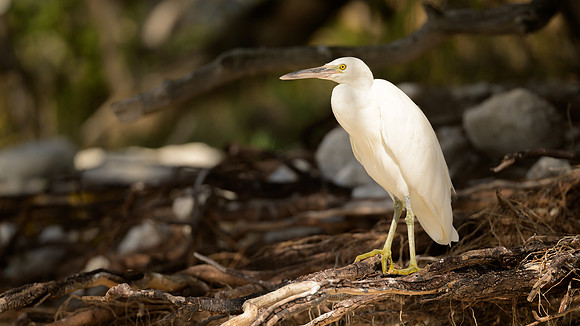 Eastern Reef Egret