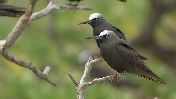 Black Noddy