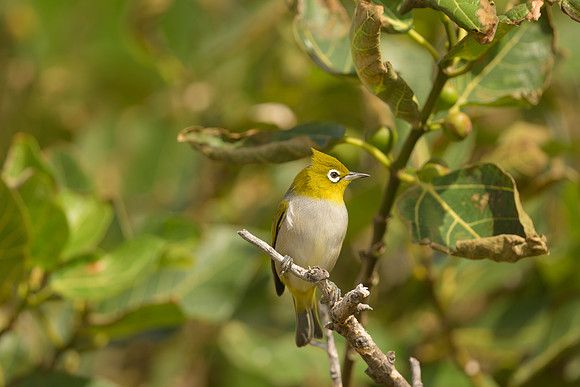 Silvereye