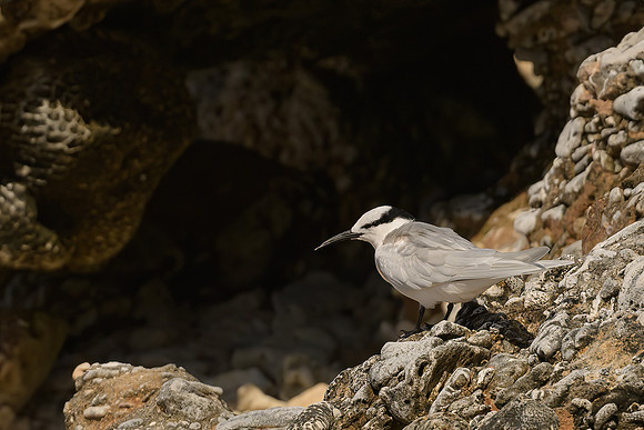 Black-naped Tern