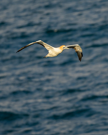 Australasian Gannet