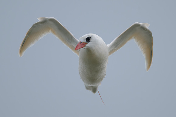 Red-tailed Tropicbird