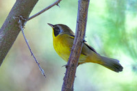Common Yellowthroat