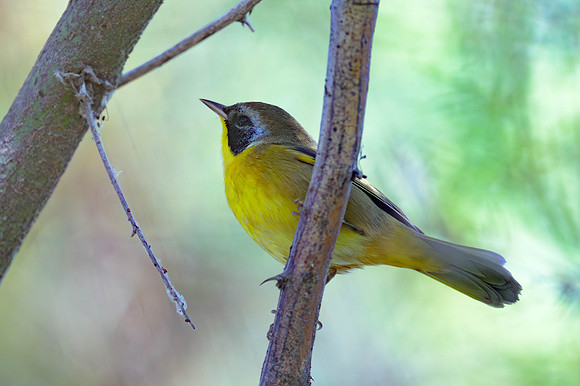 Common Yellowthroat