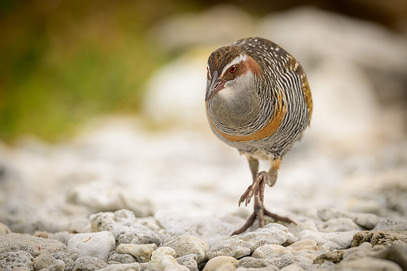 Buff-banded Rail
