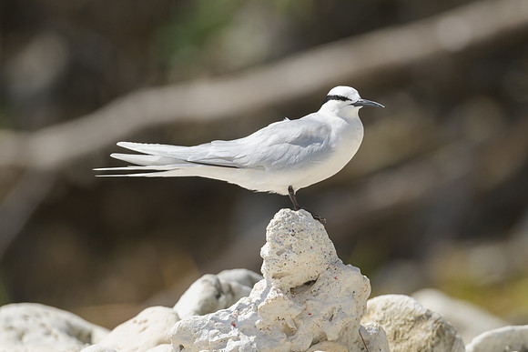 Black-naped Tern