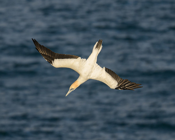 Australasian Gannet