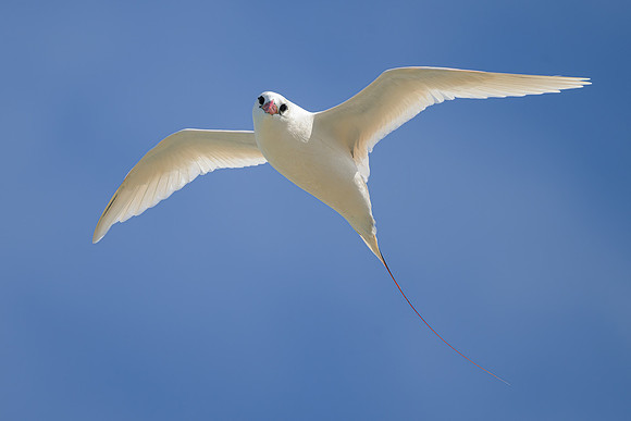 Red-tailed Tropicbird