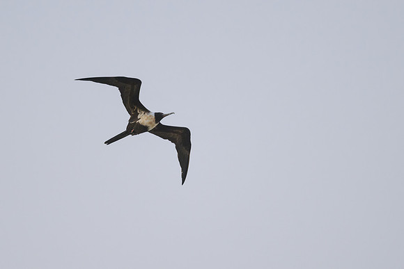 Lesser Frigatebird