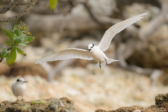 Black-naped Tern