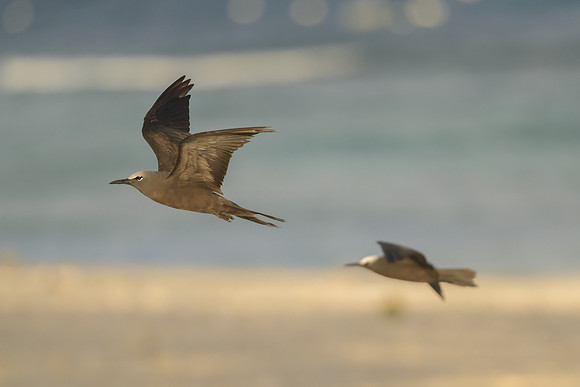 Black Noddy