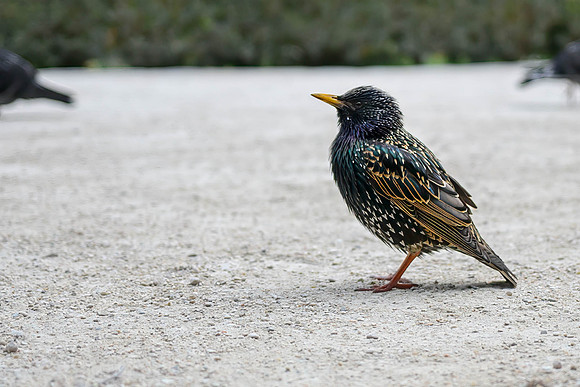 European Starling