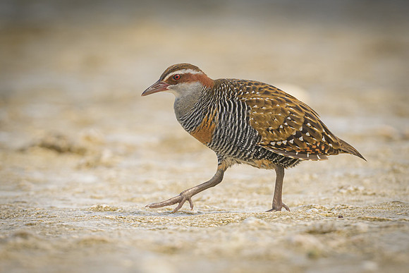 Buff-banded Rail