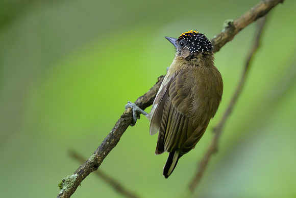 Olivaceous Piculet