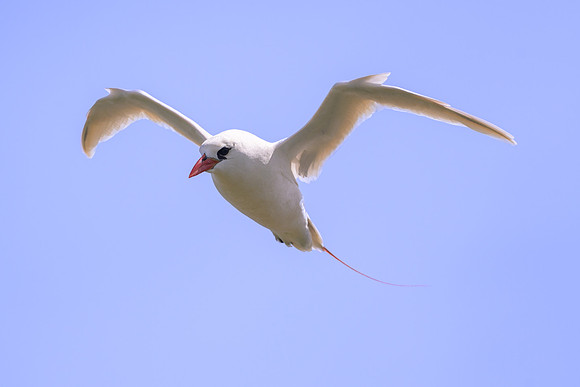 Red-tailed Tropicbird