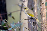 Fuscous Honeyeater