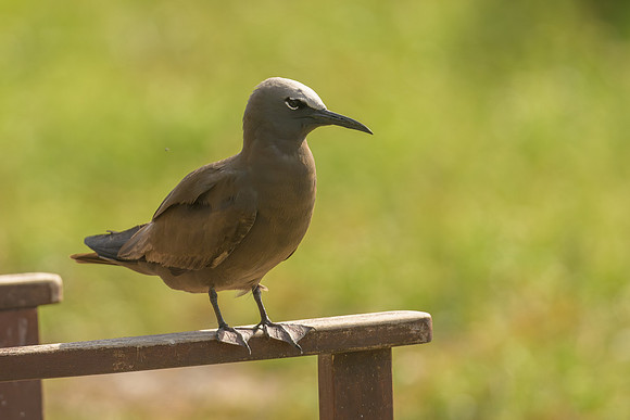 Black Noddy