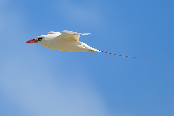 Red-tailed Tropicbird