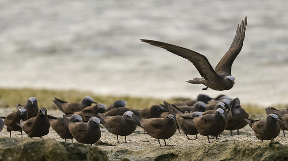 Black Noddy
