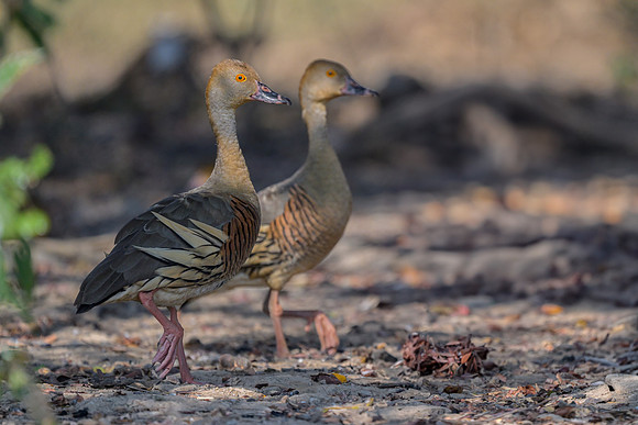 Plumed Whistling-duck