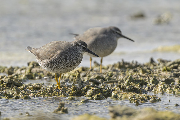 Wandering Tattler