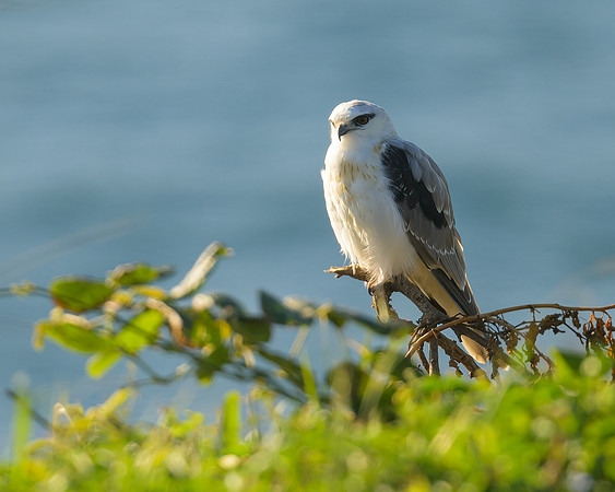 Black-shouldered Kite