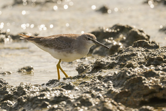 Grey-tailed Tattler